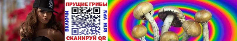 Псилоцибиновые грибы Psilocybine cubensis  Заполярный 